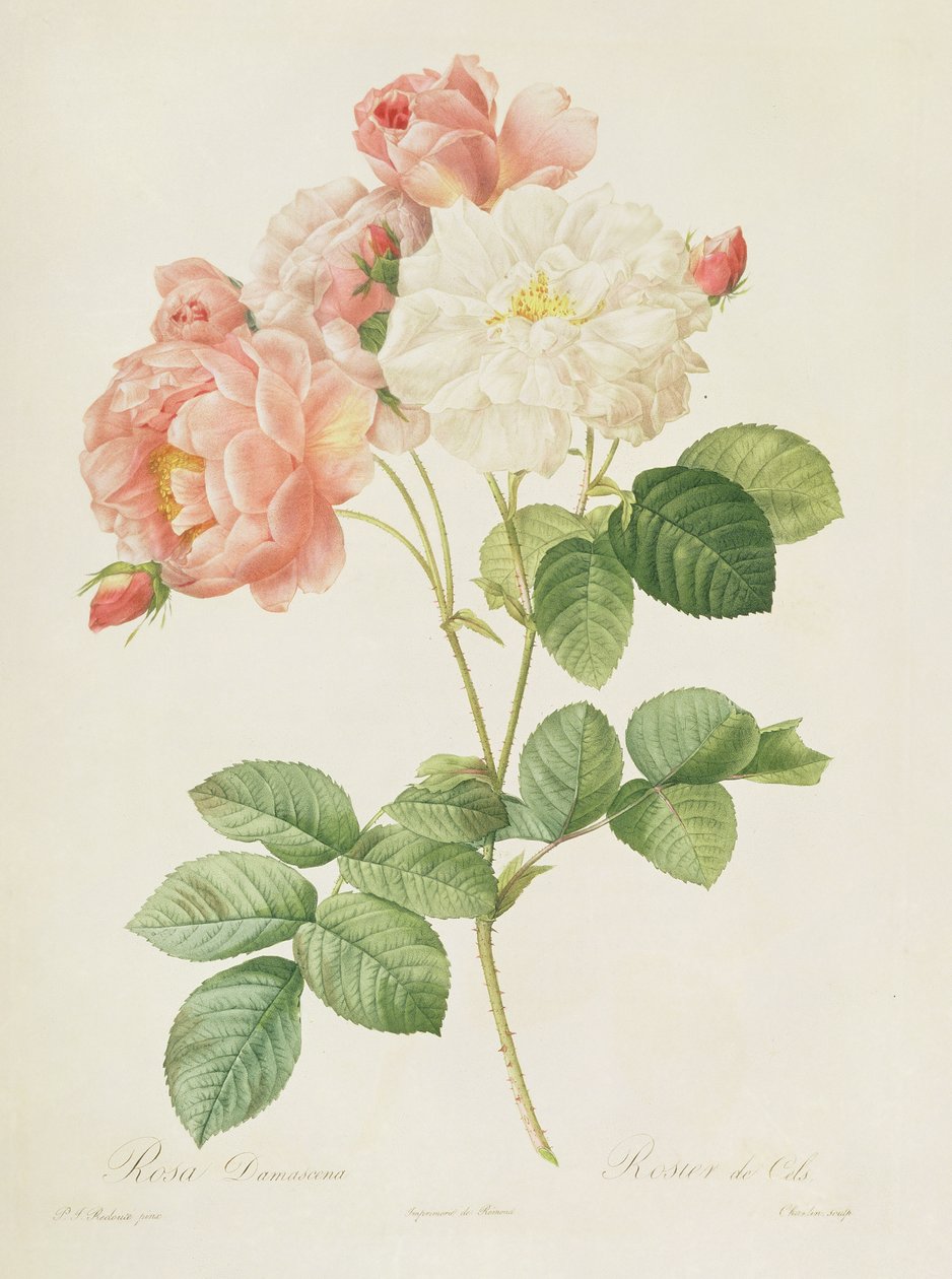 Rosa Damascena, teoksesta 