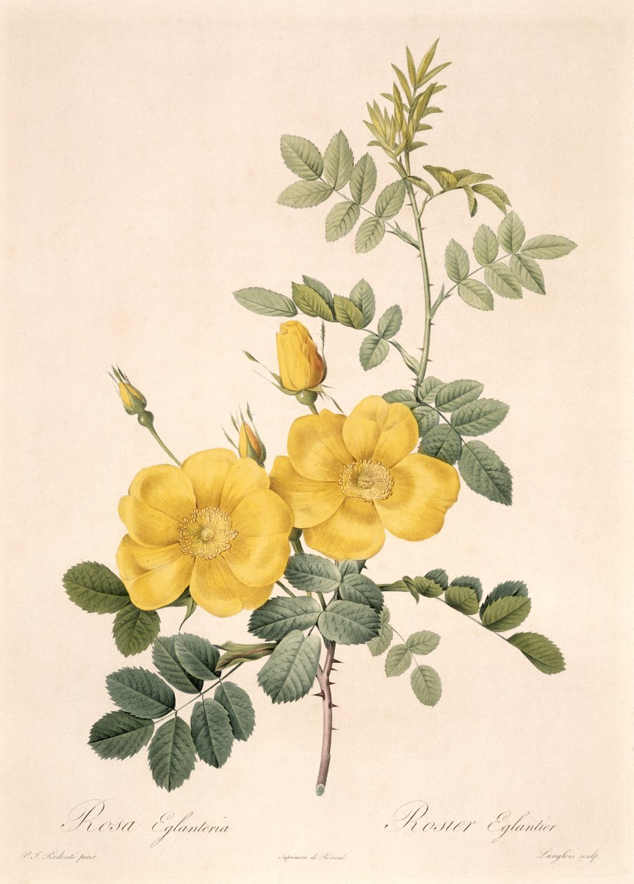 Rosa Eglanteria tekijältä Pierre Joseph Redouté