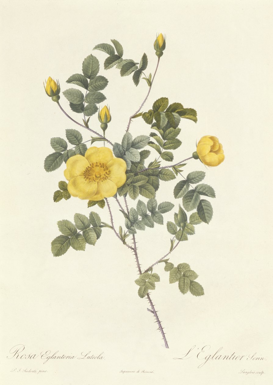 Rosa Eglanteria Luteola tekijältä Pierre Joseph Redouté