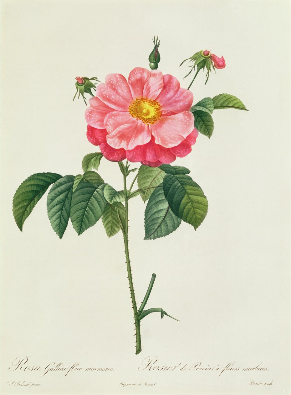 Rosa Gallica Flore Marmoreo tekijältä Pierre Joseph Redouté