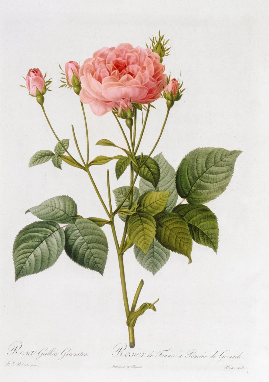 Rosa Gallica Granatus, Les Rosesista, osa II, 1821 tekijältä Pierre Joseph Redouté