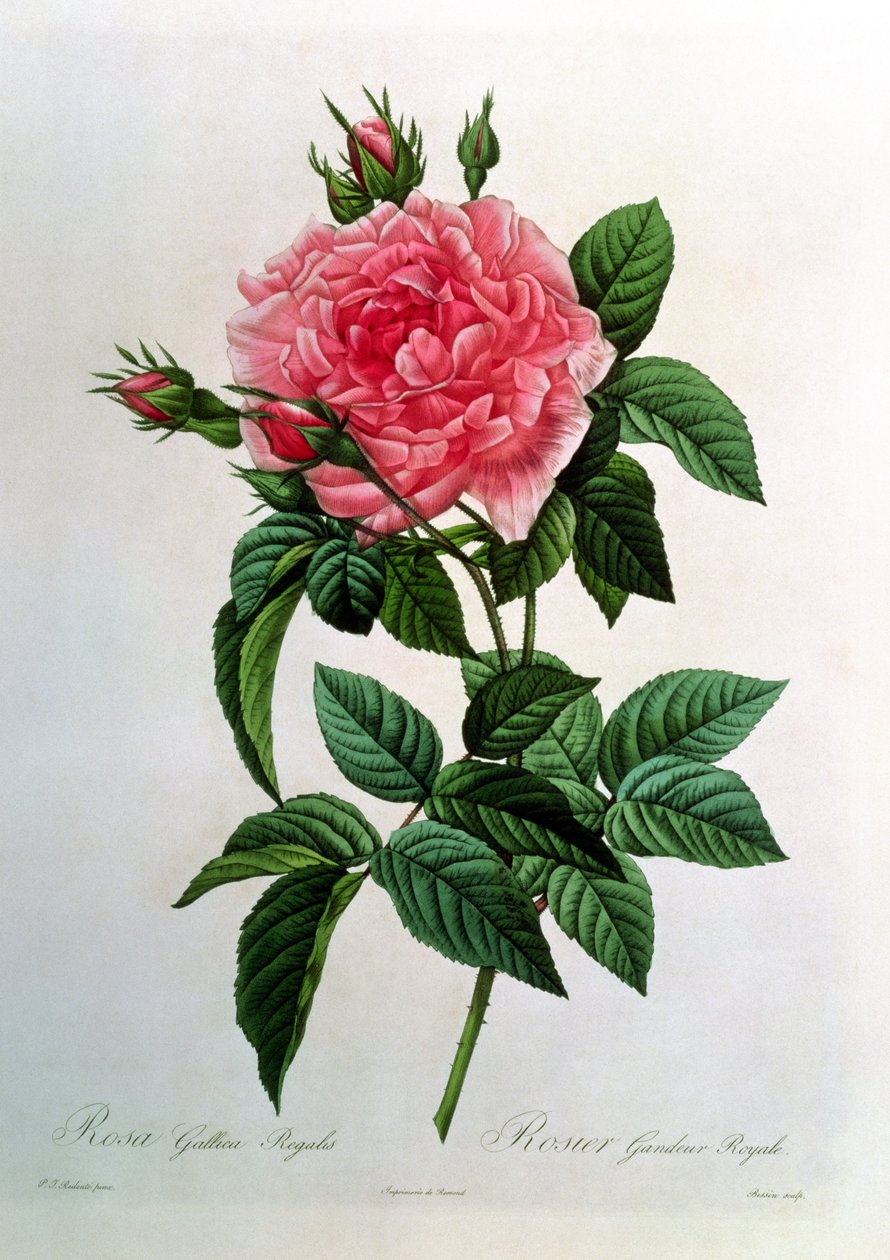 Rosa Gallica Regallis, Les Rosesista, 1800-luku tekijältä Pierre Joseph Redouté