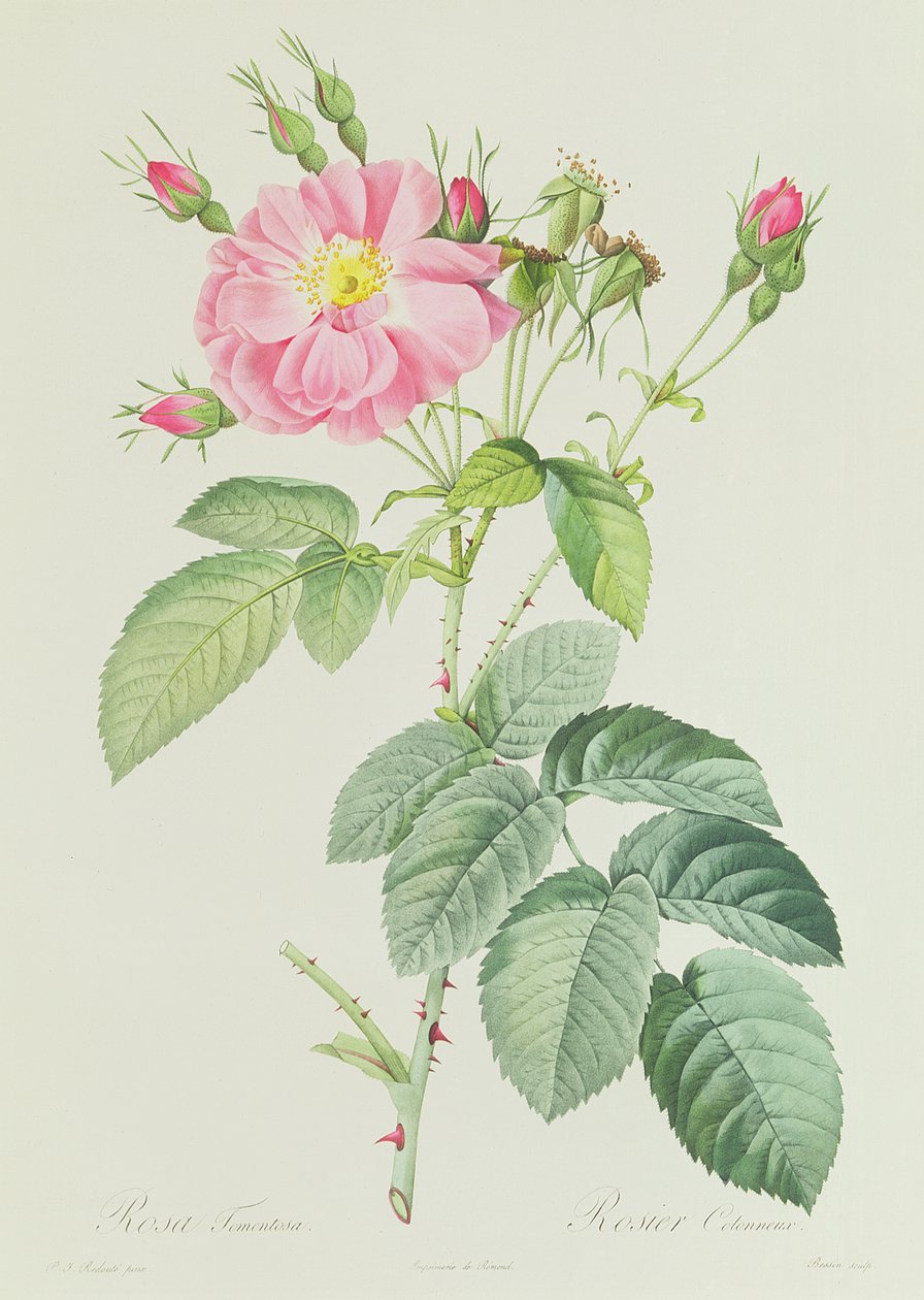 Rose French Rosea Flora tekijältä Pierre Joseph Redouté