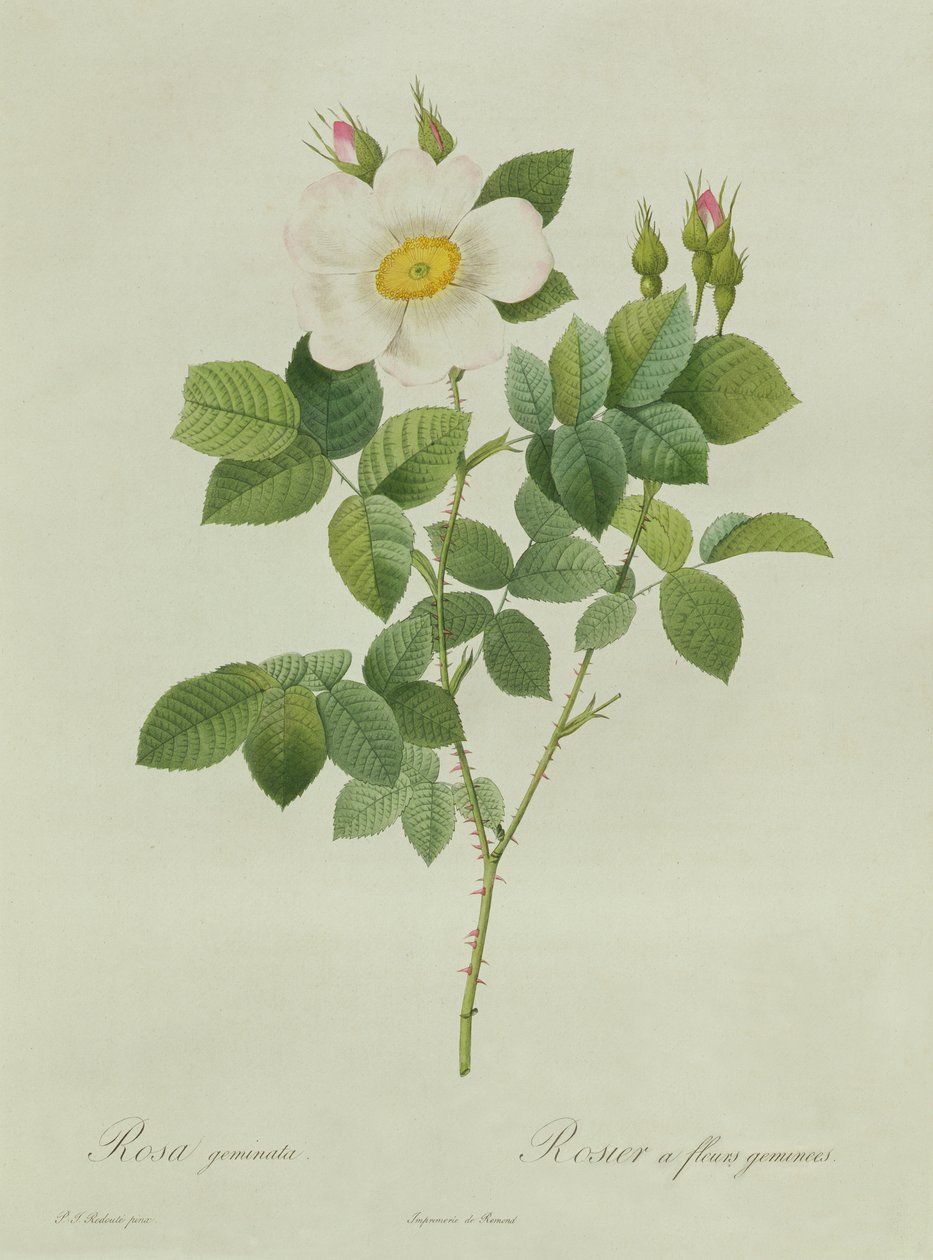 Rose Geminata tekijältä Pierre Joseph Redouté