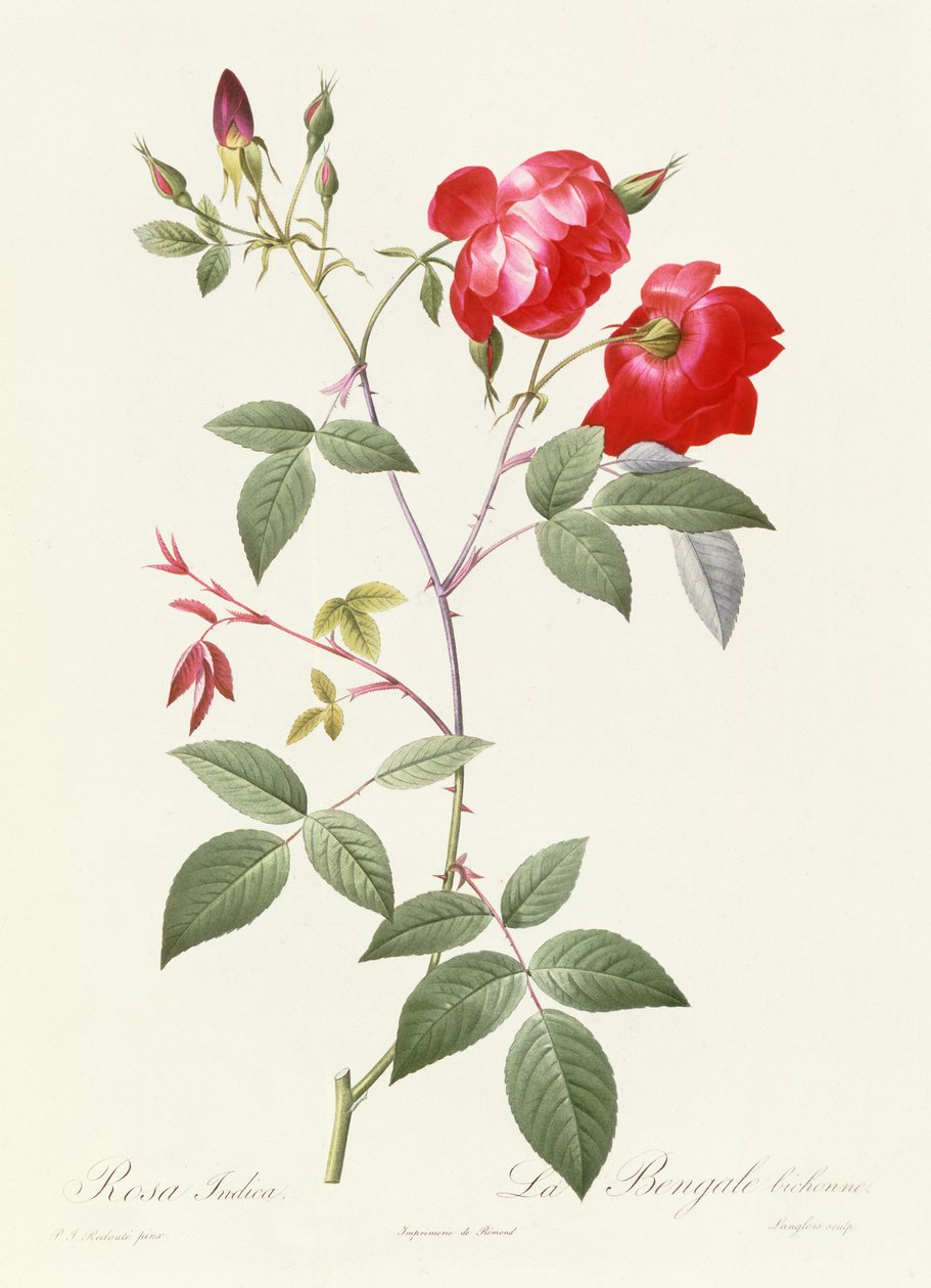 Indica Pinkki tekijältä Pierre Joseph Redouté