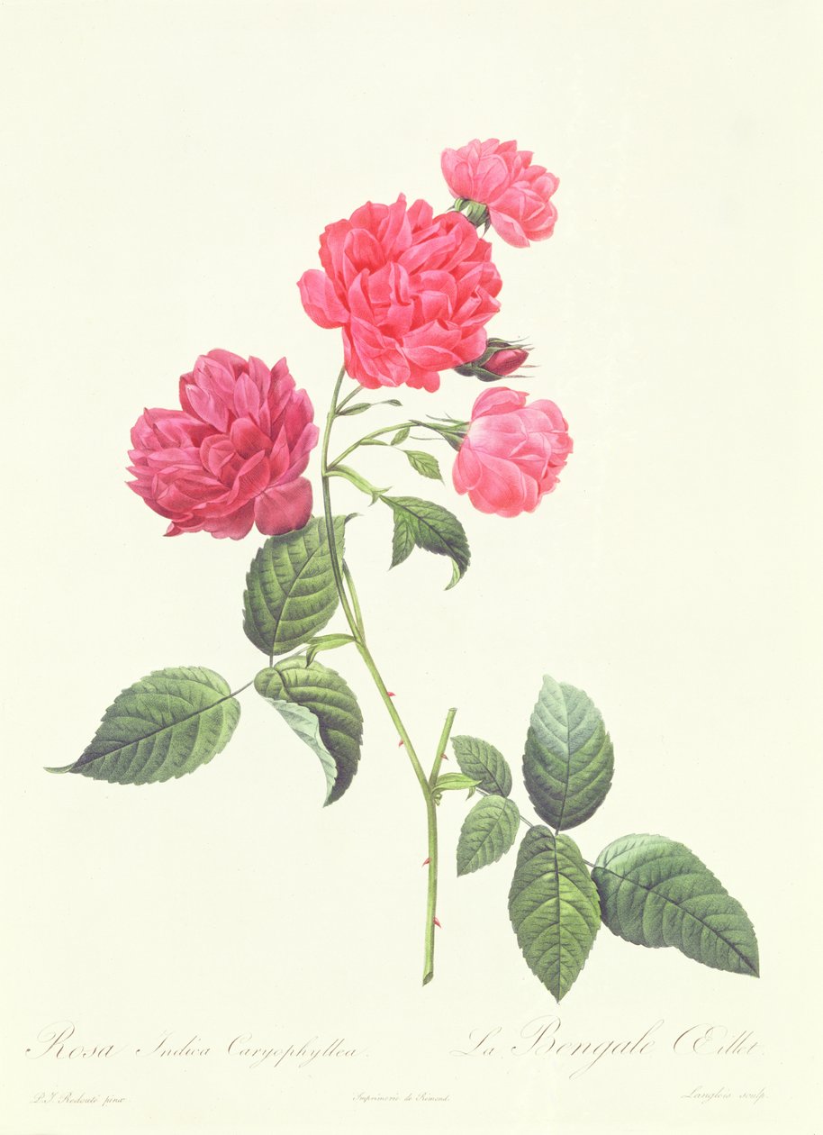 Rosa Indica Caryophyllea tekijältä Pierre Joseph Redouté