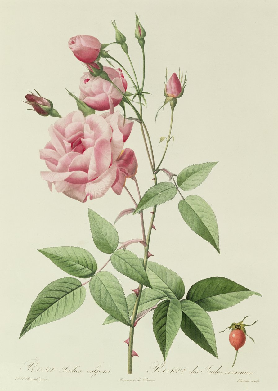 Rosa Indica Vulgaris tekijältä Pierre Joseph Redouté