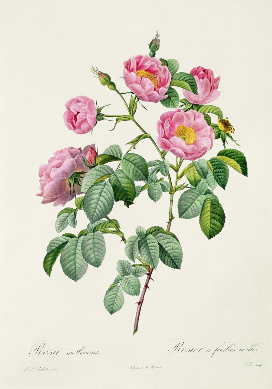 Rosa Mollissima Claude Antoine Thoryn (1757-1827) Les Rosesista, Victorin kaiverrus, 1817 tekijältä Pierre Joseph Redouté