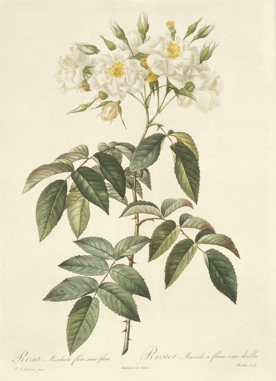 Rosa Moschata Flora Semi-Pleno tekijältä Pierre Joseph Redouté
