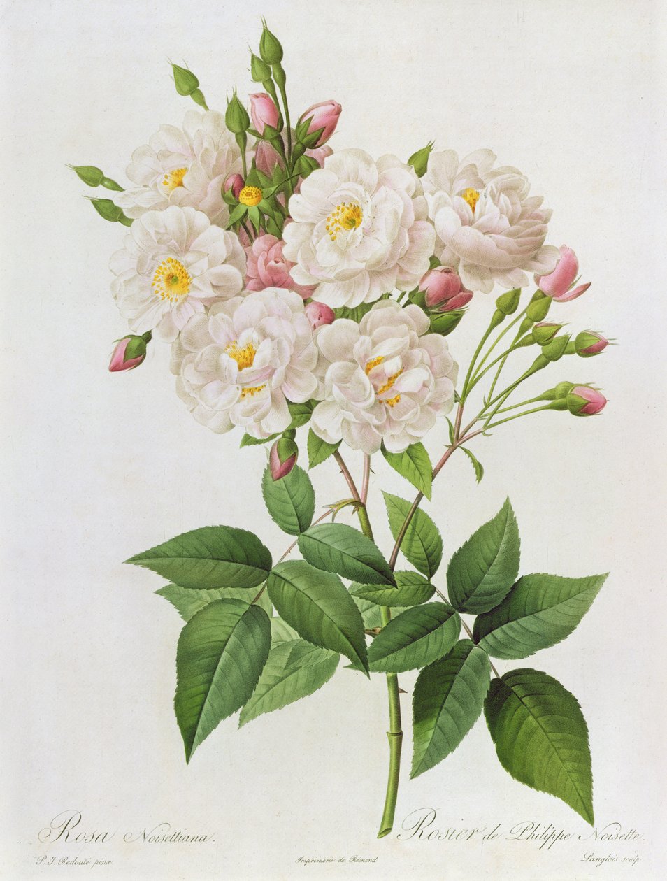 Rosa Noisettiana, teoksesta "Les Roses", 1800-luvun 9värikaiverrus) tekijältä Pierre Joseph Redouté