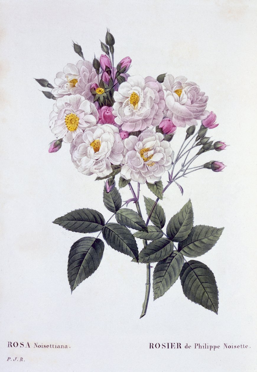 Rosa Noisettiana, julkaistu 1824-26 (pistekaiverrus) tekijältä Pierre Joseph Redouté
