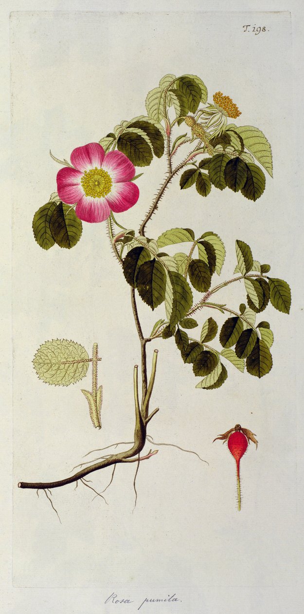 Rosa Pumila, teoksesta 