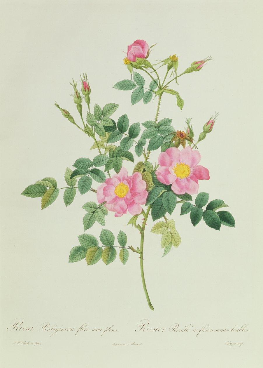 Rosa Rubiginosa puolitäysikukka tekijältä Pierre Joseph Redouté