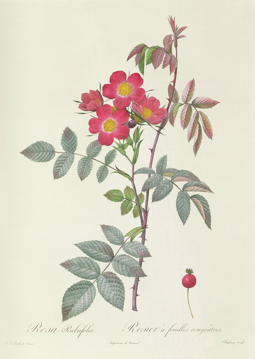 Rosa Rubrifolia tekijältä Pierre Joseph Redouté