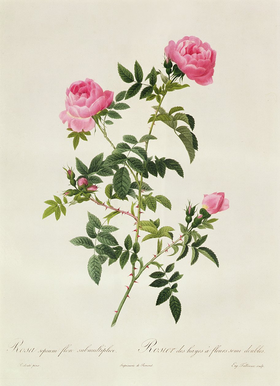 Rosa Sepium Flore Submultiplici tekijältä Pierre Joseph Redouté