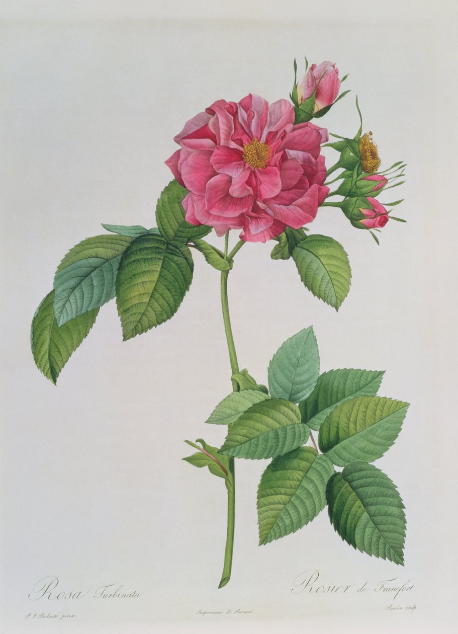 Rosa Turbinata, julkaisusta "Les Roses", osa 1, 1817 tekijältä Pierre Joseph Redouté