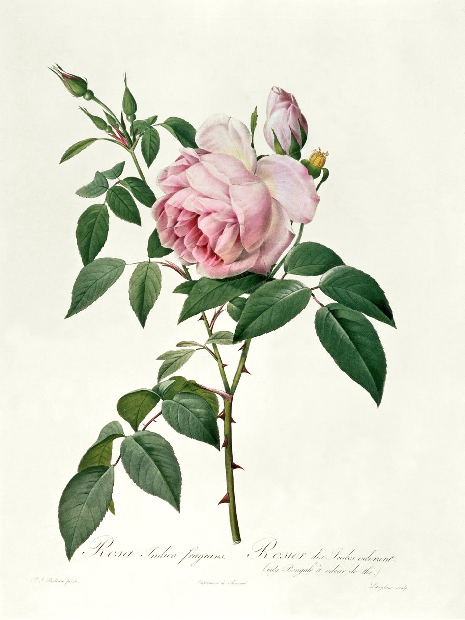 Rosa chinensis ja Rosa gigantea, kirjasta "Les Roses", 1817. tekijältä Pierre Joseph Redouté