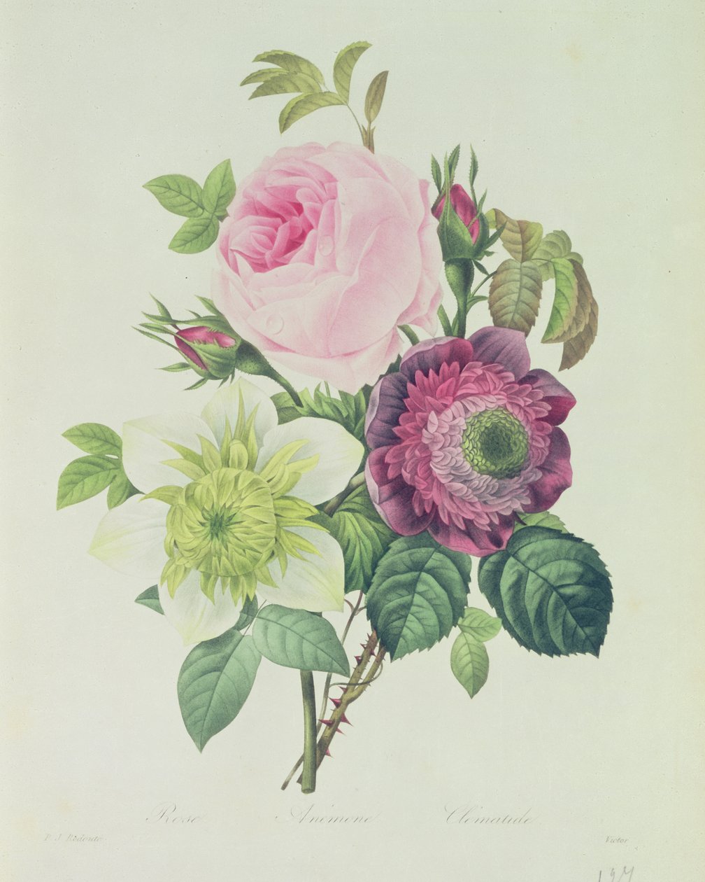 Ruusu, anemone ja Clematide, Les Rosesista, 1800-luku tekijältä Pierre Joseph Redouté