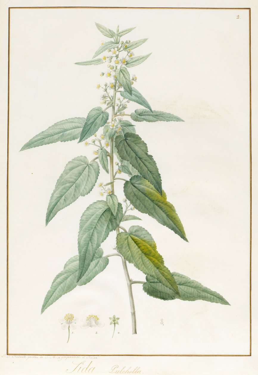 Sida Pulchella (grafiitti ja wc vellum) tekijältä Pierre Joseph Redouté