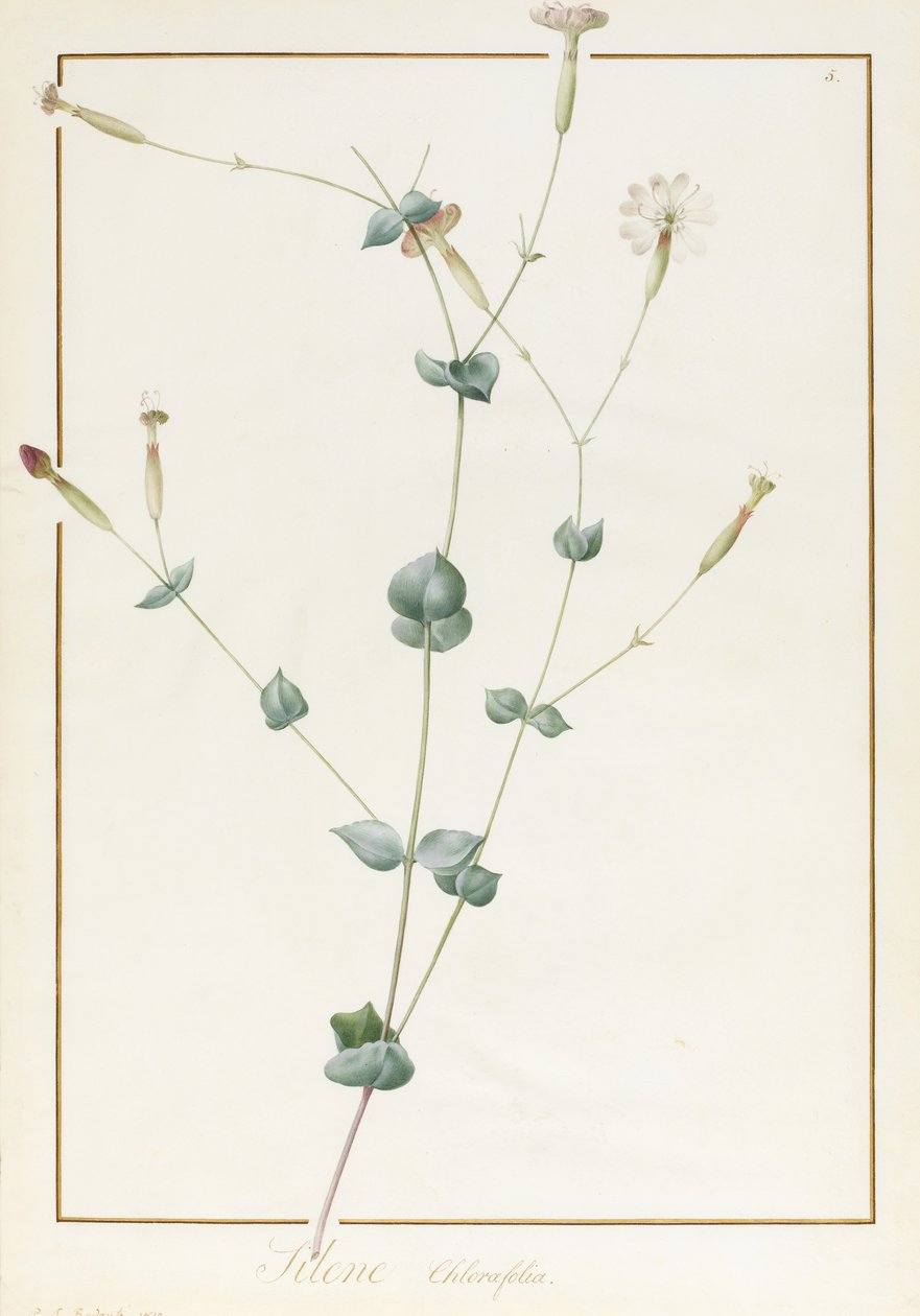 Silene Chloraefolia, 1810 (wc ja vartaloväri grafiitin päällä vellumilla) tekijältä Pierre Joseph Redouté
