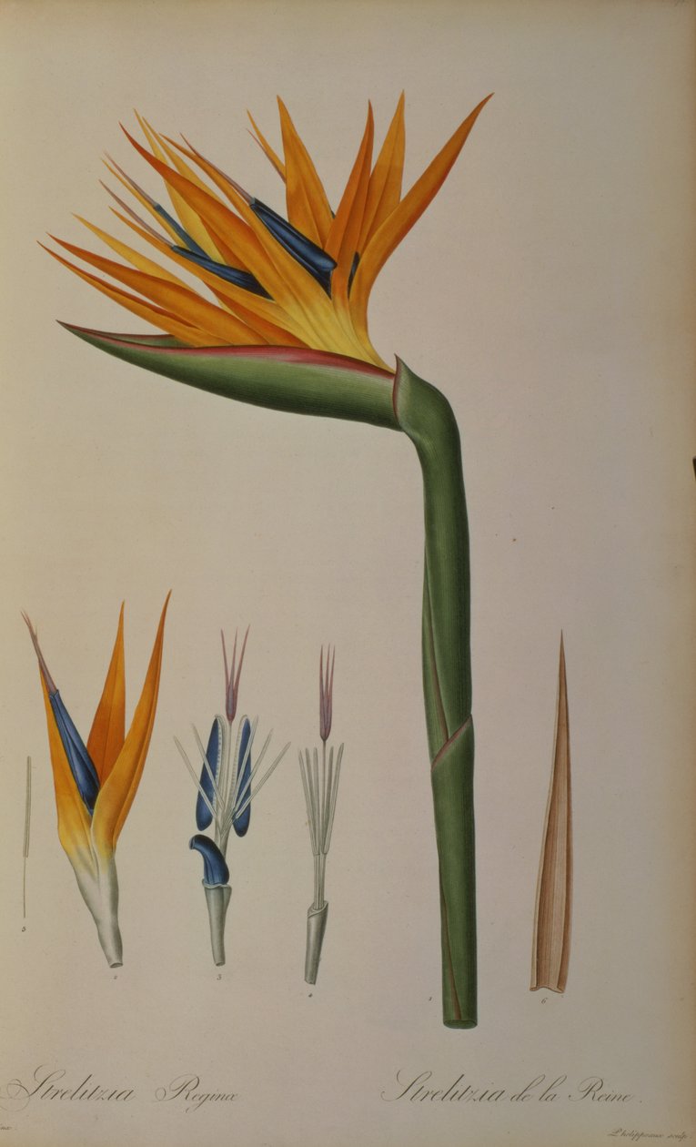 Strelitzia Reginae, "Les Strelitziaceae" tekijältä Pierre Joseph Redouté