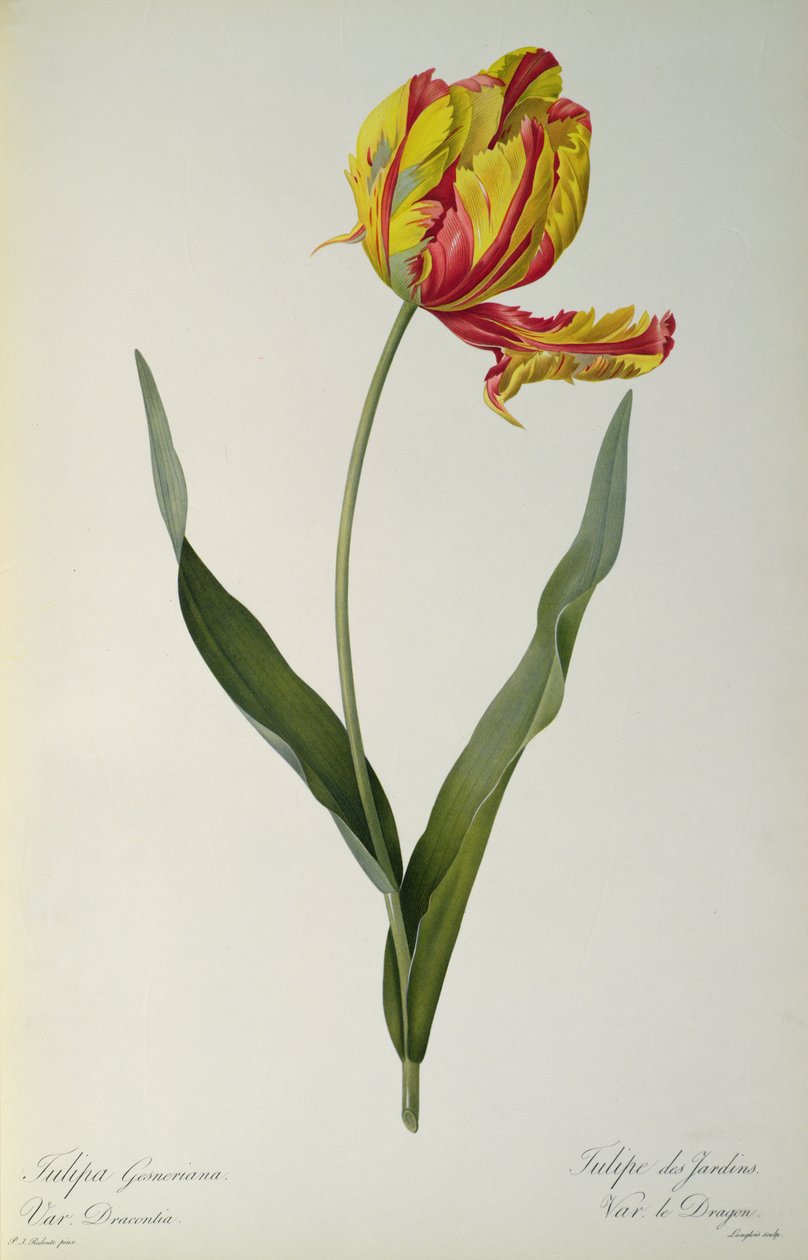 Tulipa gesneriana dracontia, Les Liliaceesista, 1816 tekijältä Pierre Joseph Redouté