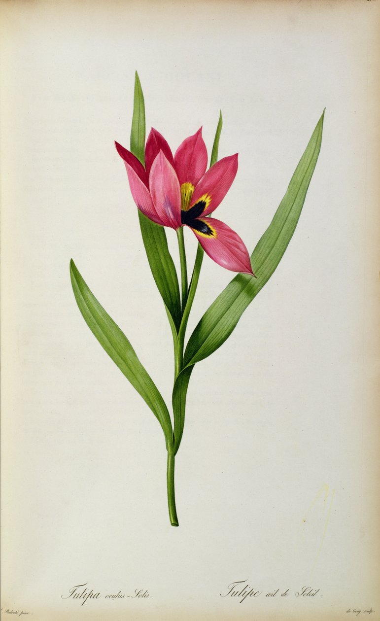 Tulipa oculus-solis, Tulipe des Jardinsista, 1800-luku tekijältä Pierre Joseph Redouté
