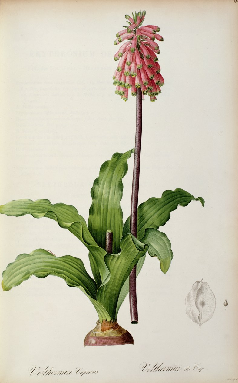 Veltheimia Capensis, teoksesta "Les Liliacees", n. 1805 tekijältä Pierre Joseph Redouté