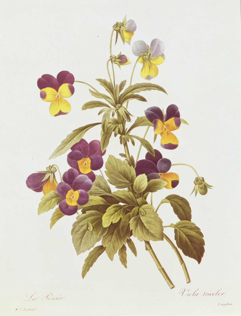 Viola Tricolor (värikaiverrus) tekijältä Pierre Joseph Redouté