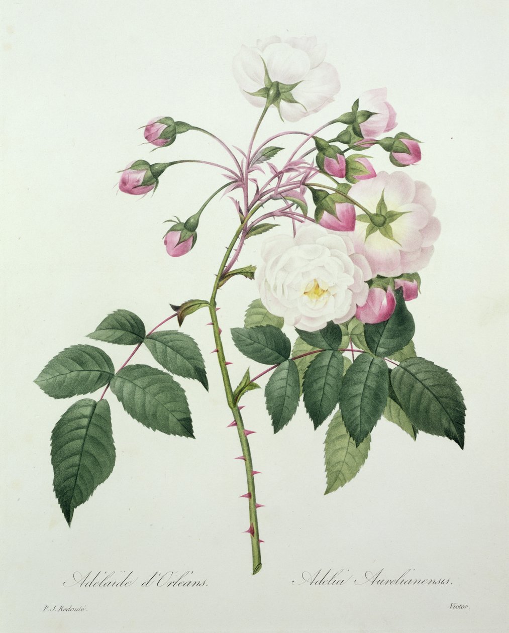 Victorin kaivertama Adelia aurelianensis kirjasta "Kauneimpien kukkien valinta", 1827 tekijältä Pierre Joseph Redouté