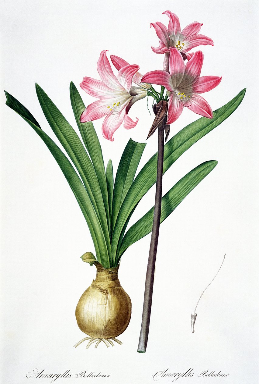 Amaryllis Belladonna, Les Liliaceesista, kaiverrus de Gouy, 1802-16 tekijältä Pierre Joseph Redouté