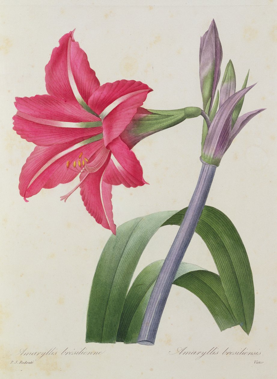 Amaryllis bresiliensis (Brasilian amaryllis), kaivertanut Victor, teoksesta "Kauneimpien kukkien valinta", n. 1827-33 tekijältä Pierre Joseph Redouté