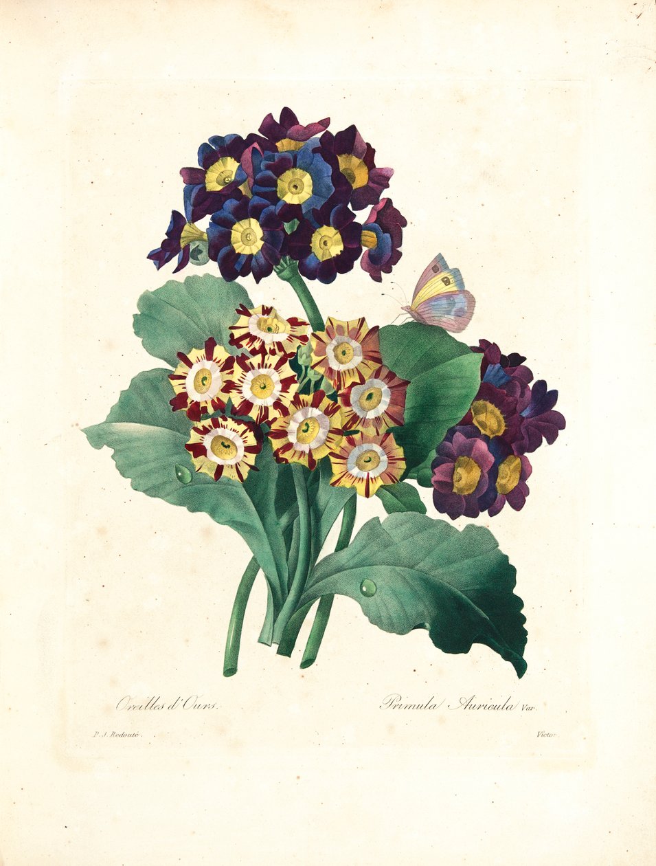 Karhun korva, Victorin kaiverrus, "Kauneimpien kukkien ja kauneimpien hedelmien valinta", osa. I, 1827-33 tekijältä Pierre Joseph Redouté