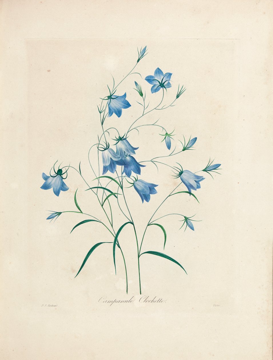 Bluebells, kauneimpien kukkien ja kauneimpien hedelmien valinta, 1827-33 tekijältä Pierre Joseph Redouté