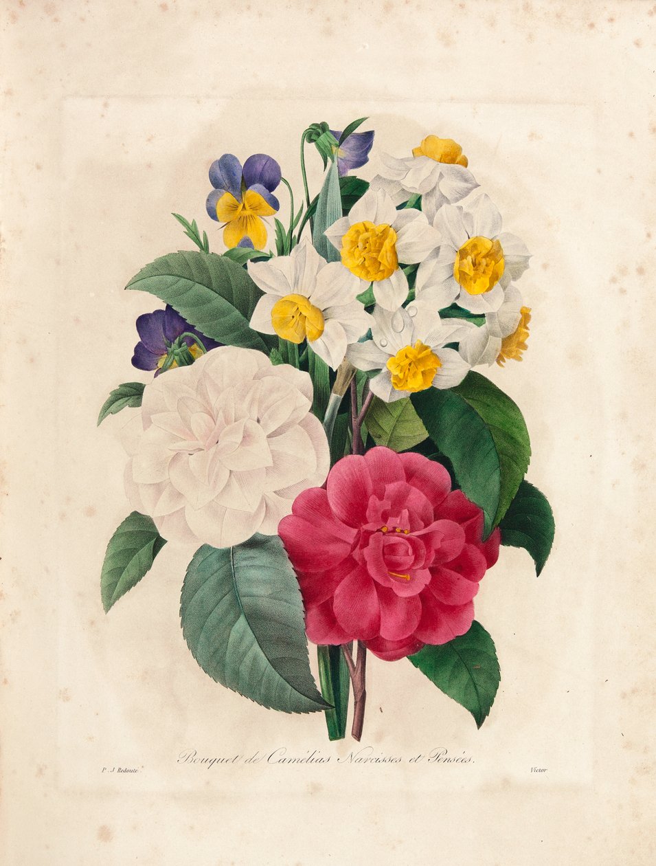 Kamelioiden, narsissien ja orvokkien kukkakimppu, Victorin kaiverrus, kirjasta "Kauneimpien kukkien ja kauneimpien hedelmien valinta", osa. I, 1827-33 tekijältä Pierre Joseph Redouté