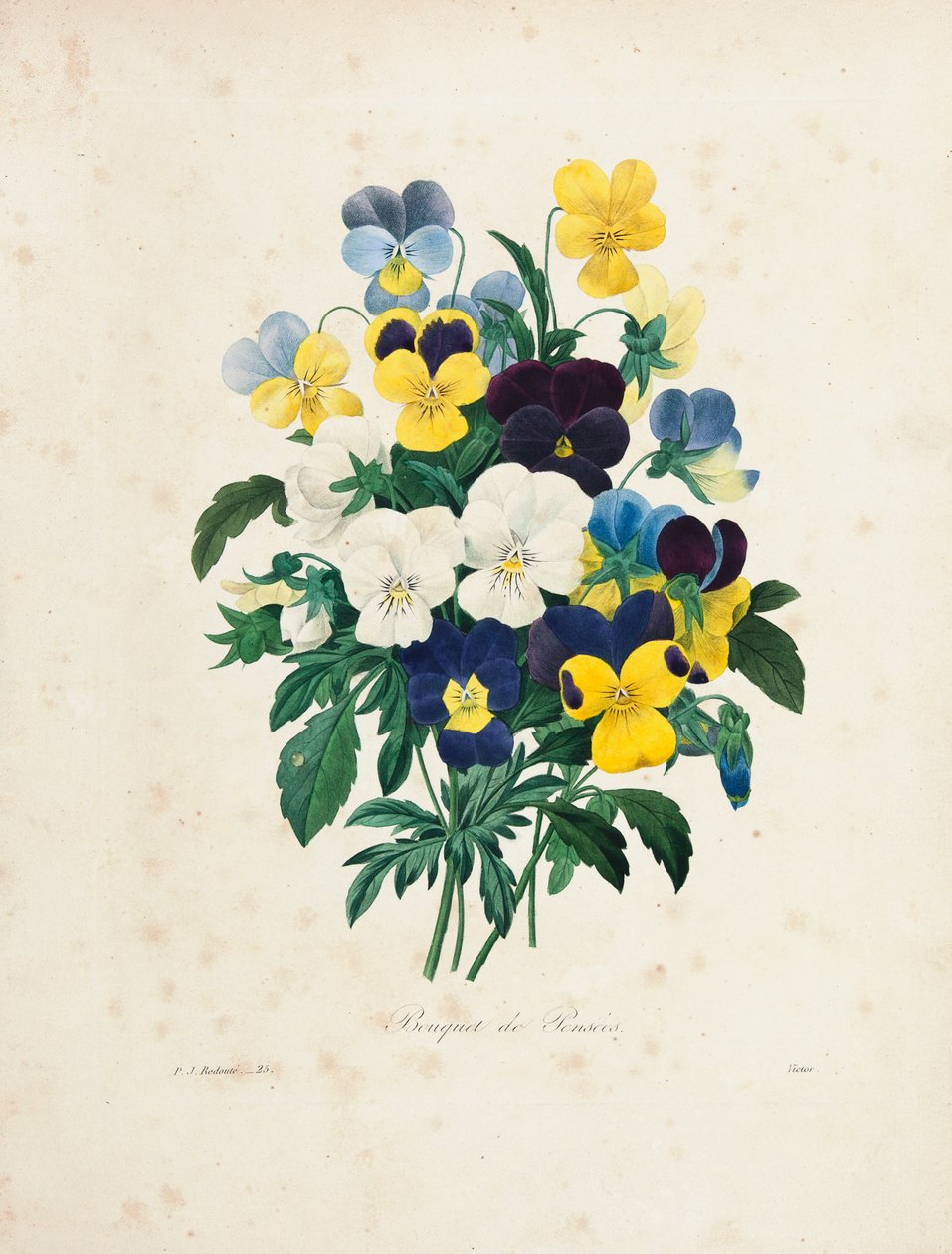 Victorin kaiverrettu orvokkikimppu teoksesta "Kauneimpien kukkien ja kauneimpien hedelmien valinta", osa. I, 1827-33 tekijältä Pierre Joseph Redouté
