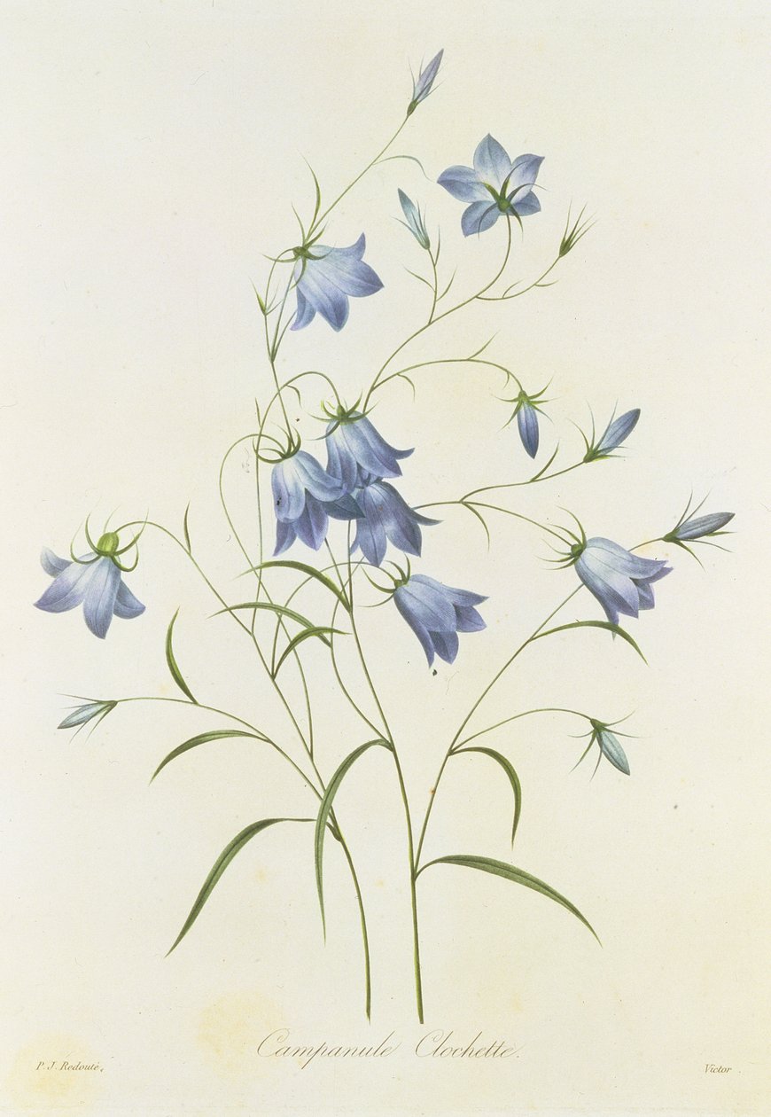 Kampanula, Victorin kaivertama, kirjasta "Kauneimpien kukkien valinta", 1827-33 tekijältä Pierre Joseph Redouté