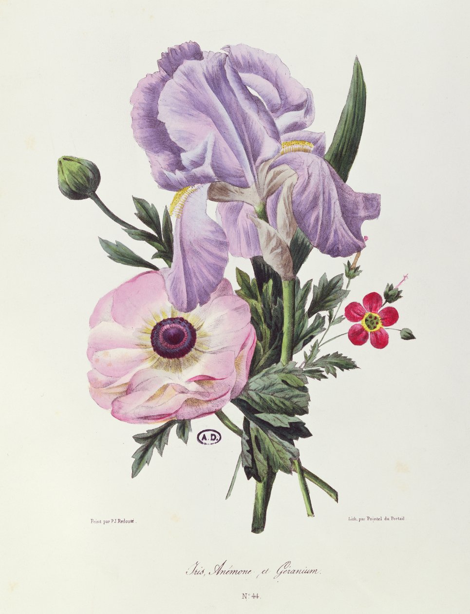 Iris, Anemone ja Geranium, kaiverrus Pointel du Portail, n. 1830 tekijältä Pierre Joseph Redouté