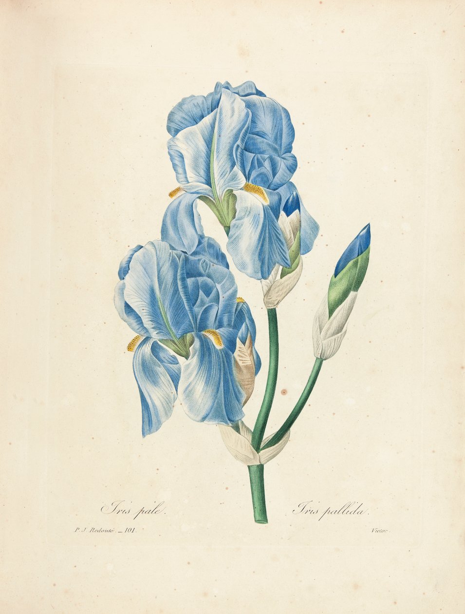 Victorin kaivertama Iris Pallida teoksesta "Kauneimpien kukkien ja kauneimpien hedelmien valinta", osa. II, 1827-33 tekijältä Pierre Joseph Redouté