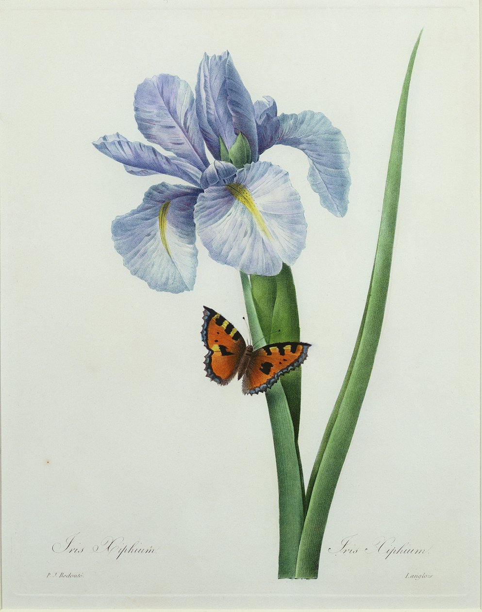 Iris xiphium, kaiverrettu Langlois, kirjasta "Kauneimpien kukkien valinta", 1827 tekijältä Pierre Joseph Redouté