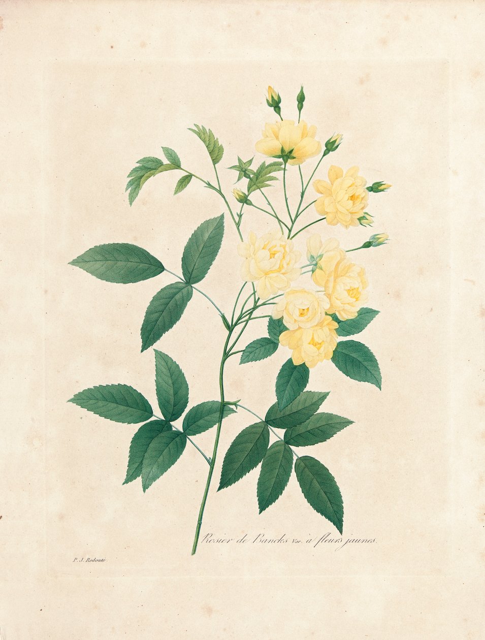 Lady Banksin ruusu, kauneimpien kukkien ja kauneimpien hedelmien valinta, osa. I, 1827-33 tekijältä Pierre Joseph Redouté