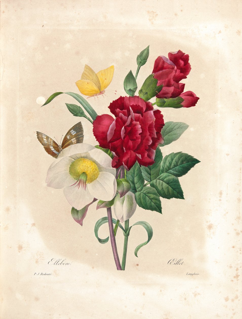 Oeillet, kaiverrettu Langlois, teoksesta "Kauneimpien kukkien ja kauneimpien hedelmien valinta", osa. I, 1827-33 tekijältä Pierre Joseph Redouté