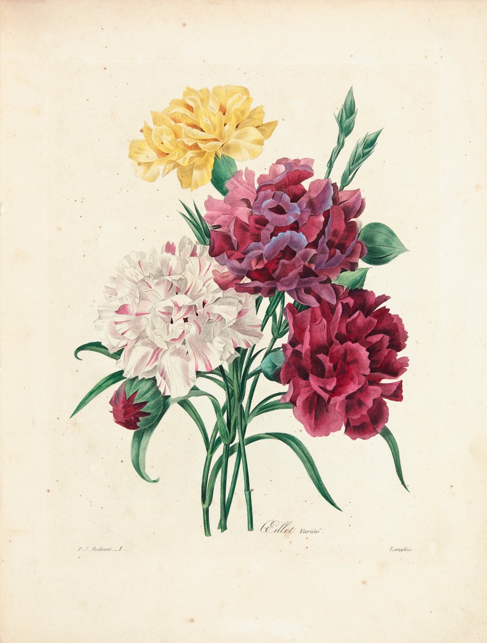 Neilikat, kaiverrettu Langlois, kirjasta "Kauneimpien kukkien ja kauneimpien hedelmien valinta", Voi. I, 1827-33 tekijältä Pierre Joseph Redouté
