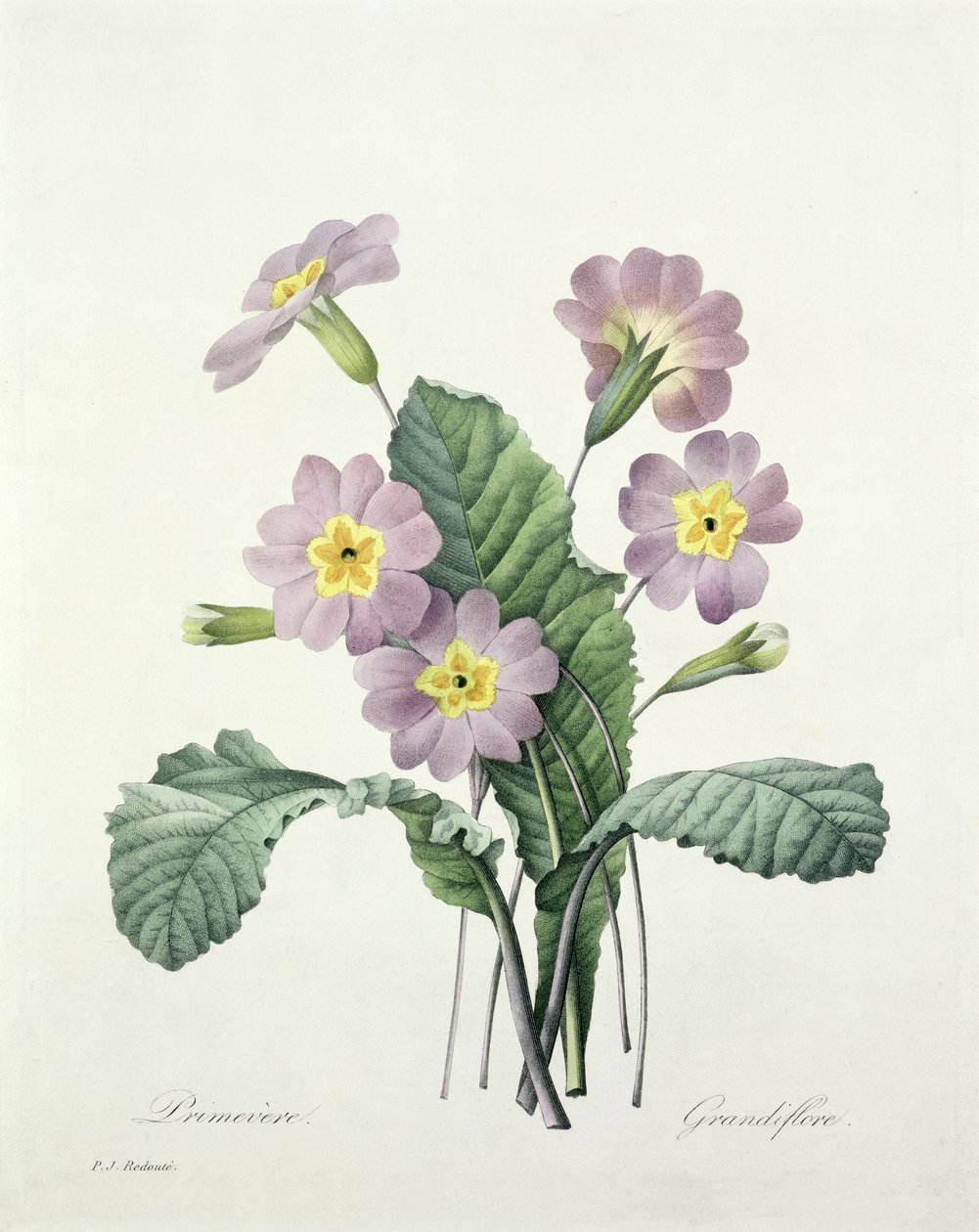 Primula (Primrose), kaivertanut Bessin, teoksesta "Kauneimpien kukkien valinta", 1827 tekijältä Pierre Joseph Redouté