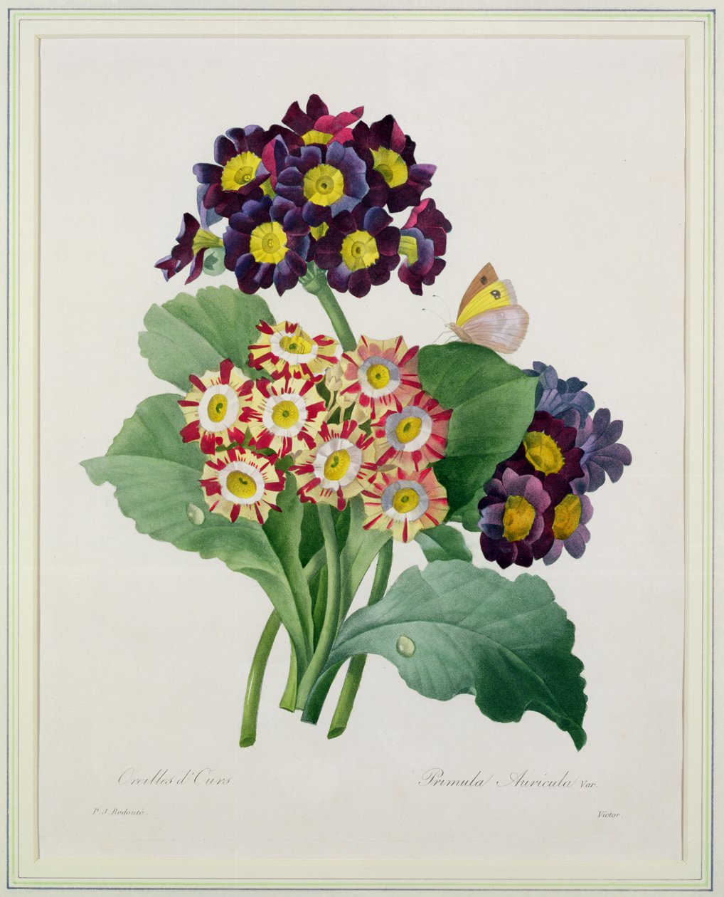 Primula auricula, kaiverrettu Victor, teoksesta "Kauneimpien kukkien valinta", 1827 tekijältä Pierre Joseph Redouté