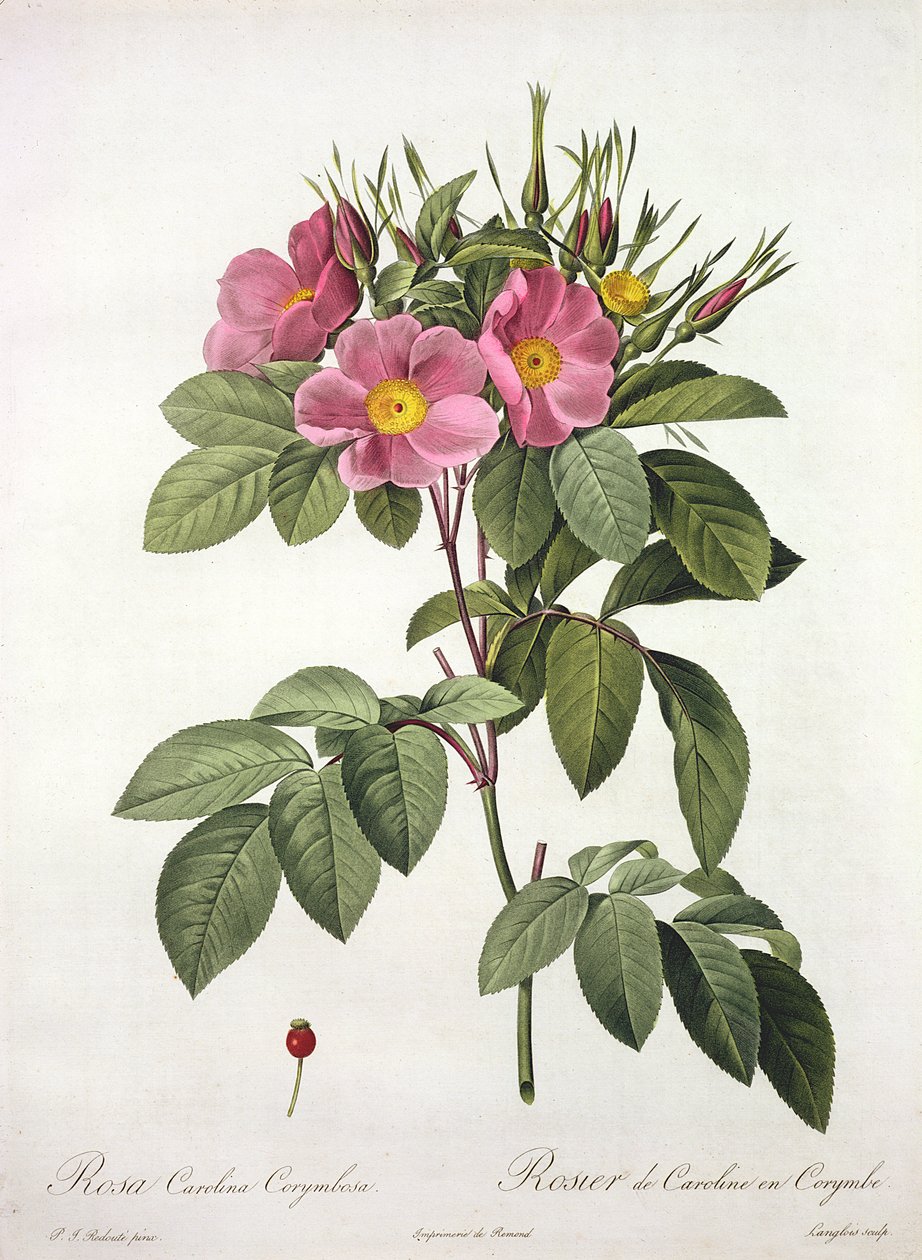 Rosa Carolina Corymbosa, kaiverrus Langlois, teoksesta "Les Roses", 1817-24 (värillinen akvatinta) tekijältä Pierre Joseph Redouté