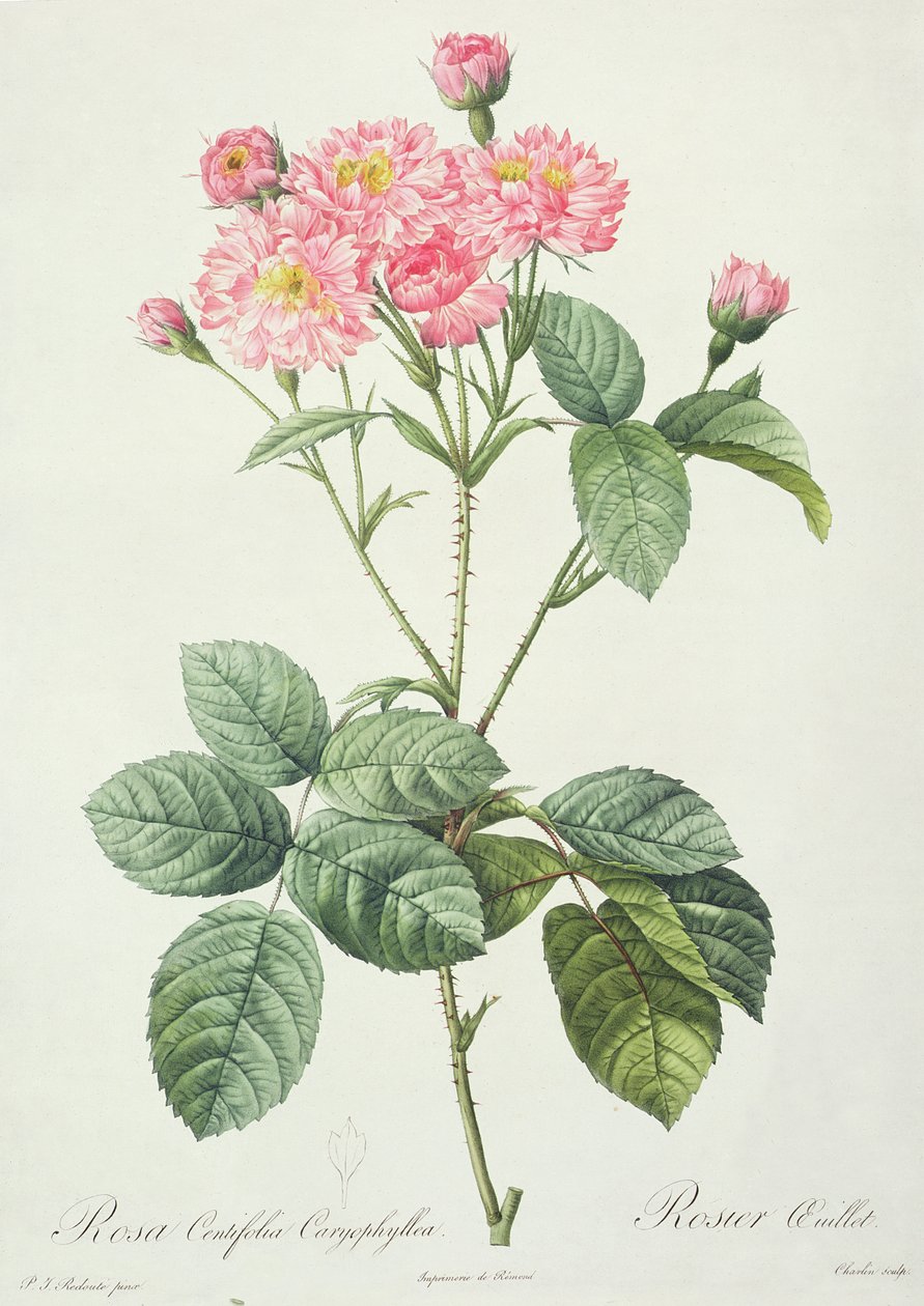 Rosa Centifolia Caryophyllea, kaiverrus Charlin, julkaisija Remond tekijältä Pierre Joseph Redouté