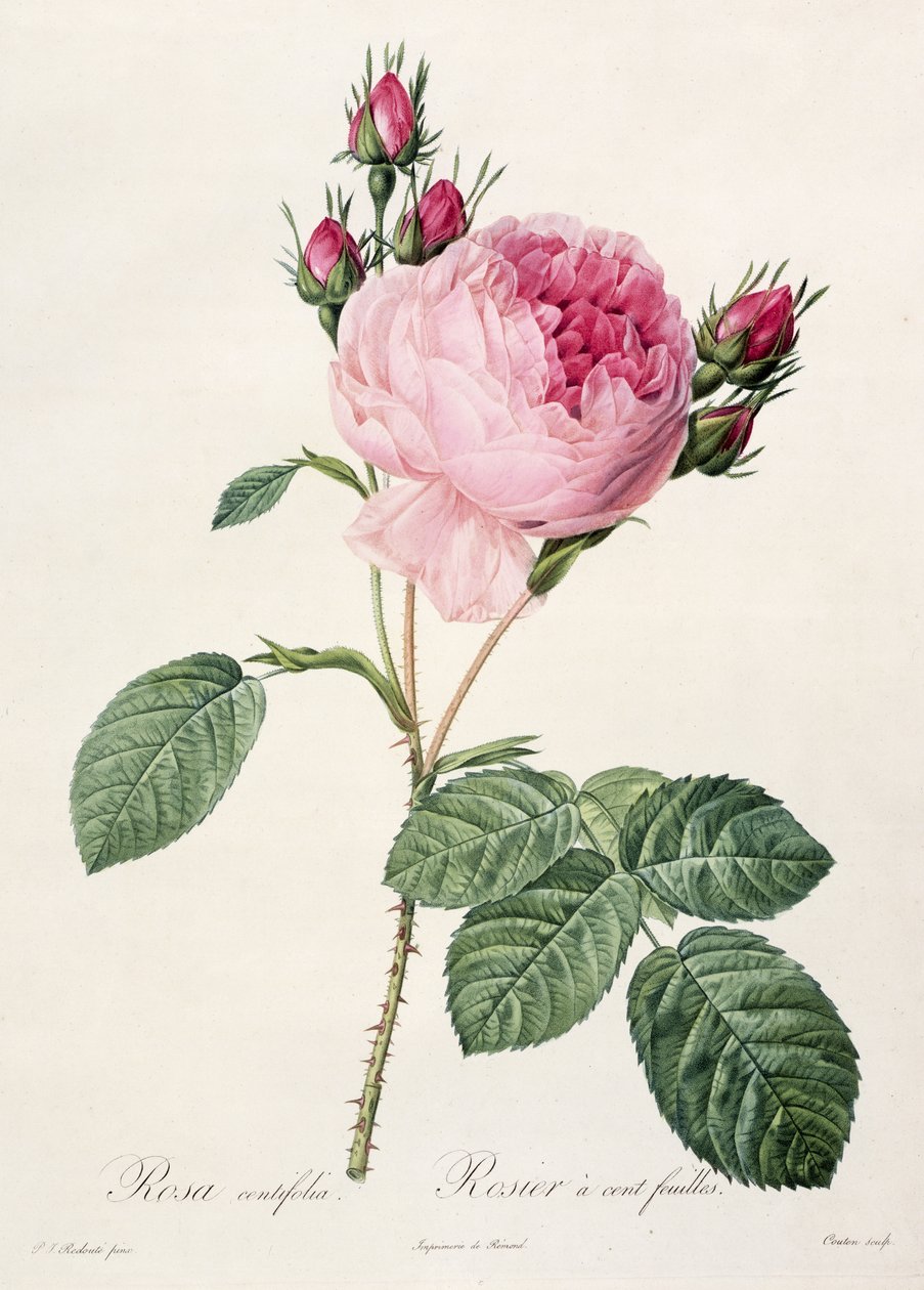 Rosa Centifolia, Les Rosesista, kaivertanut Couten, julkaissut Remond, 1817 tekijältä Pierre Joseph Redouté