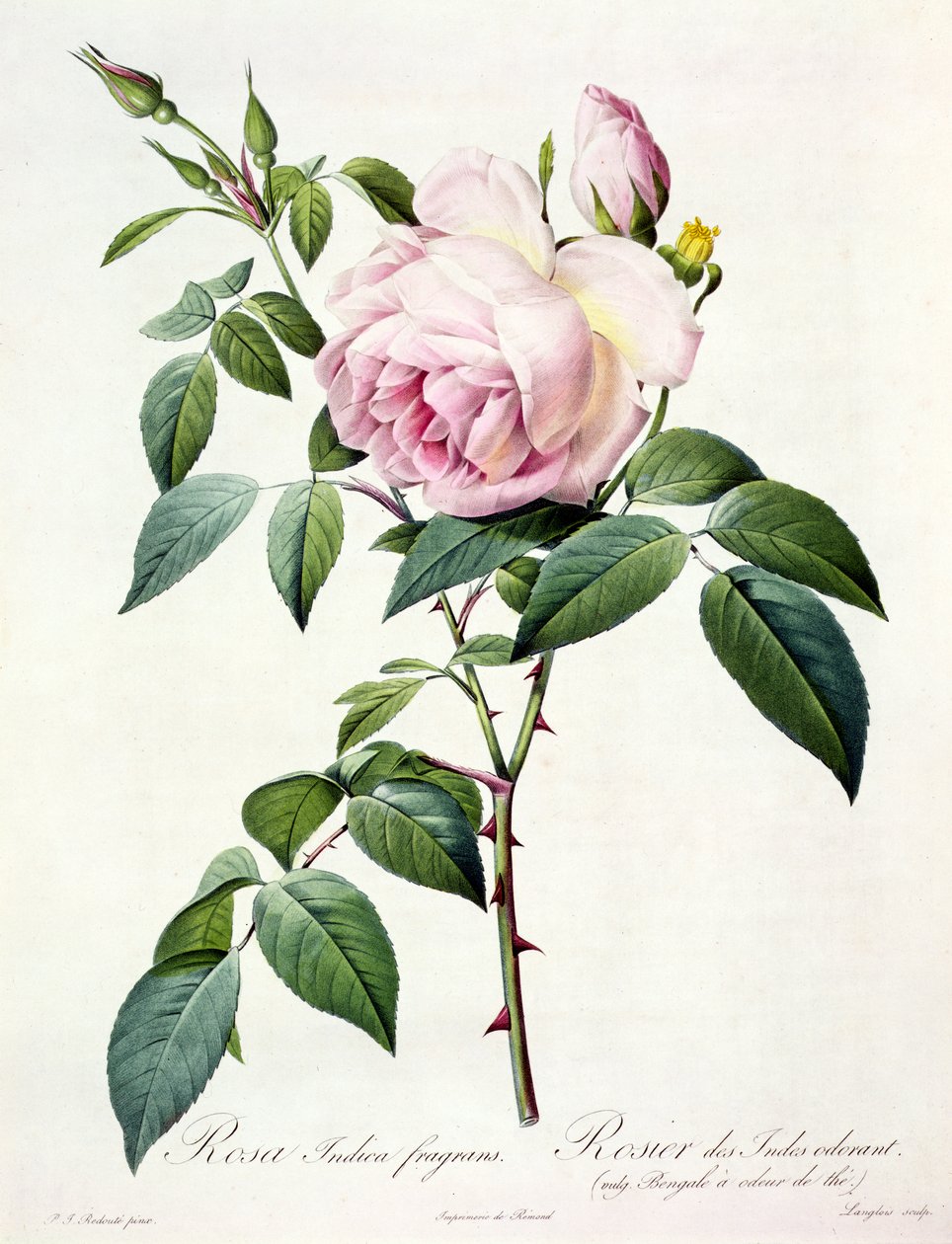 Rosa Indica Fragrans, kaiverrus Langlois, julkaisija Remond tekijältä Pierre Joseph Redouté