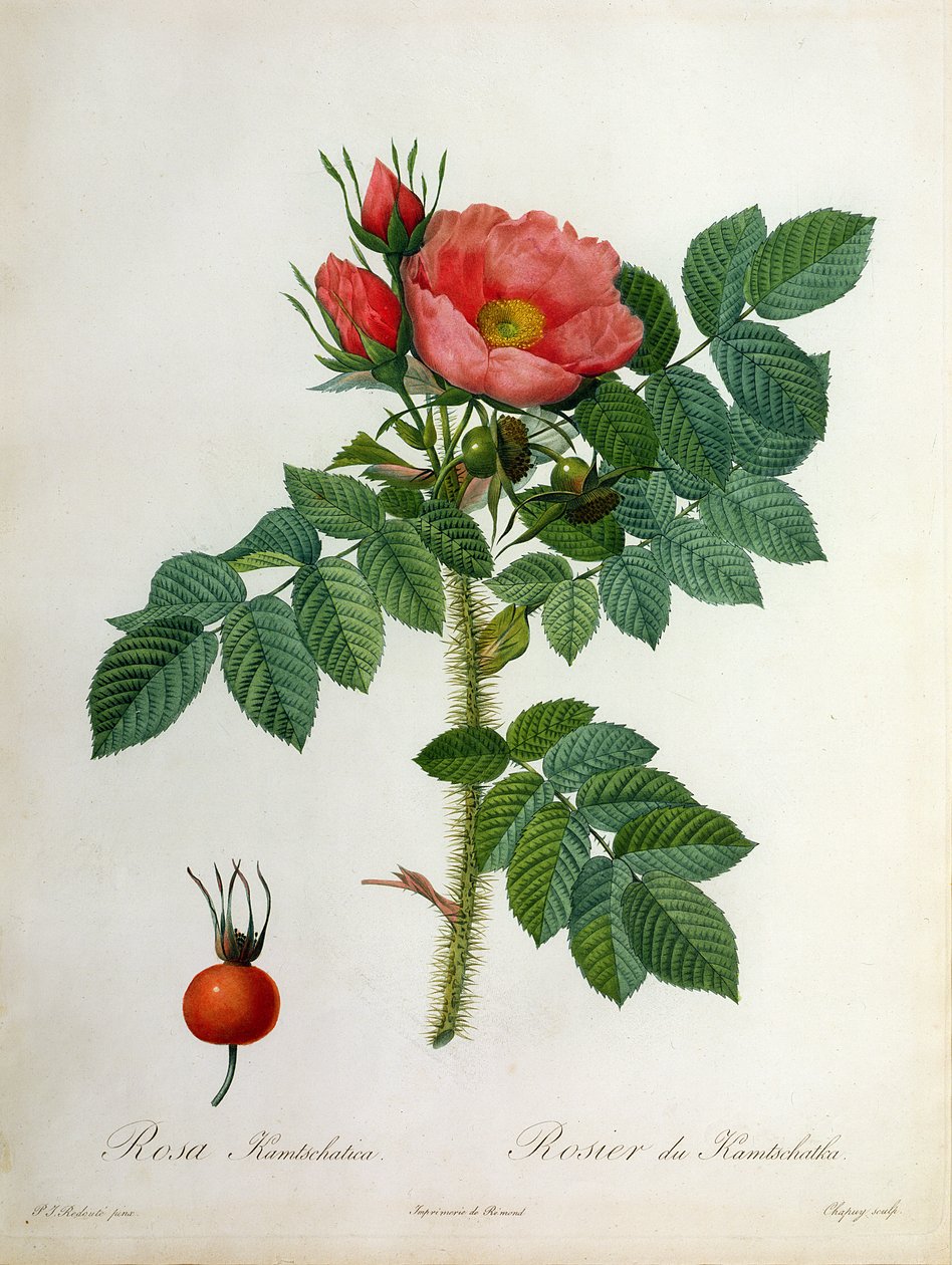 Rosa Kamtschatica, kaivertanut Chapuy, julkaissut Remond tekijältä Pierre Joseph Redouté